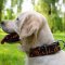 Stylish Leather Golden Retriever Collar with Hand Painted Flames