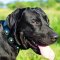 Durable Leather Labrador Collar Decorated with Circles and Blue Stones