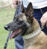 Tan Leather Belgian Malinois Collar Decorated with 2 Rows of Spikes