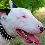 Spiked Leather Bull Terrier Collar for Daily Activities