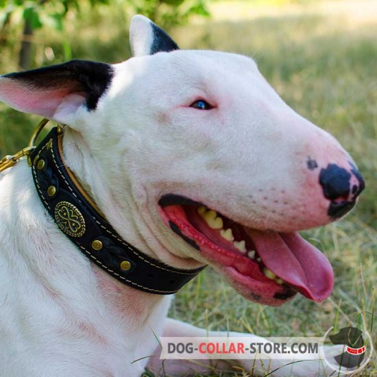 Royal Nappa Padded Leather Bull Terrier Collar