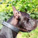Leather Great Dane Collar Padded with Soft Thick Felt Padding