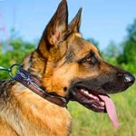 Leather German Shepherd Collar With Exclusive Hand Made Painting