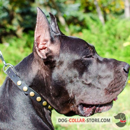 Elegant Leather Great Dane Collar Decorated with Brass Circles