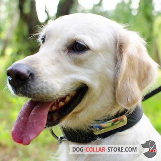 Everyday Nylon Golden Retriever Collar with Identification Tag