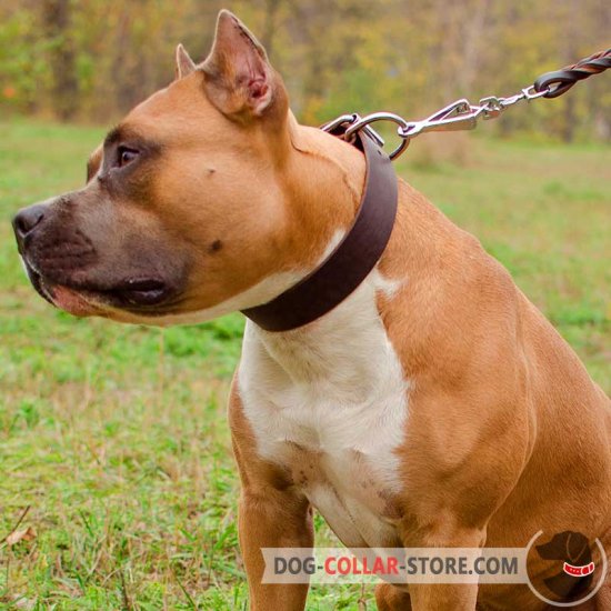 40 mm Leather Amstaff Collar for Training and Everyday Use