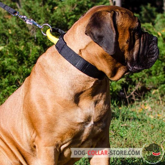 Best collar for bullmastiff 2025
