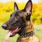 Spiked Design Stylish Leather Belgian Malinois Collar