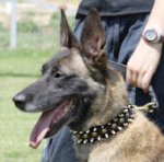 Brown Leather Belgian Malinois Collar with Spikes and Studs