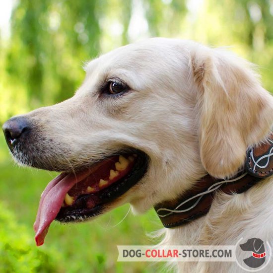 Leather Golden Retriever Collar With Exclusive Hand Made Painting