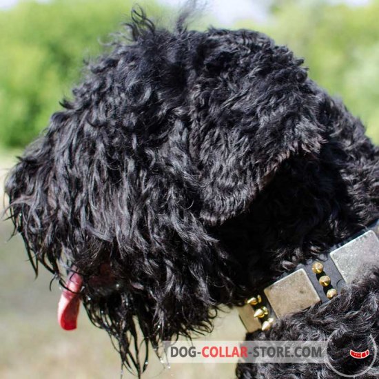 Stylish Leather Black Russian Terrier Collar With Metal Decoration
