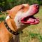 Gorgeous Leather Pitbull Collar With Doted Circles