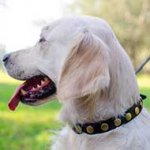 Leather Golden Retriever Collar Decorated With Brass Circle Studs