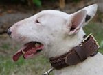 Handmade Braided Leather Bull Terrier Collar