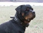 2 Ply Leather Agitation Rottweiler Collar with Handle
