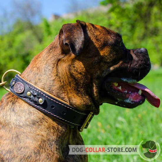 boxer dog collar