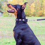 Nylon Doberman Collar Decorated With Silver Color Conchos