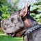 Leather Great Dane Collar with 1 Row of Nickel Plated Spikes