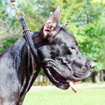 Braided Leather Great Dane Choke Collar for Obedience Training