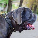 Handcrafted Leather Mastiff Collar With Brass Plates