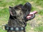 Black Leather Cane Corso Collar with Blue Stones