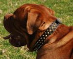 Leather Dogue de Bordeaux Collar Decorated with Spikes and Studs