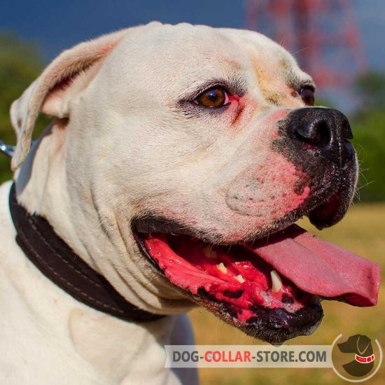 Training Leather American Bulldog Collar Padded with Felt