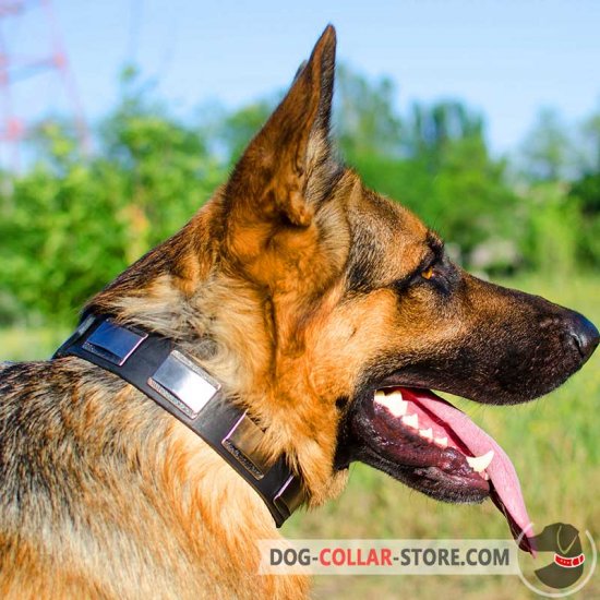 Decorated Leather German Shepherd Collar with Large Nickel Plates