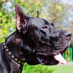 Designer Leather Great Dane Collar with Brass Dotted Decorations