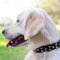 Studded Leather Golden Retriever Collar For Everyday Use