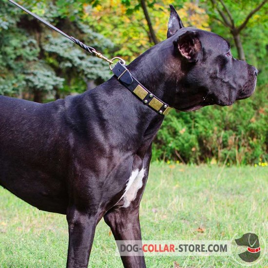 Decorated Leather Great Dane Collar with Brass Plates and Nickel Studs