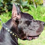 Elegant Leather Great Dane Collar Decorated with Brass Circles