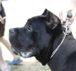 Steel Chrome Plated Cane Corso Choke Collar for Training