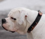 Hand Painted Leather American Bulldog Collar with Flames