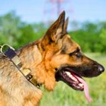 Fancy Leather German Shepherd with Metal Decoration