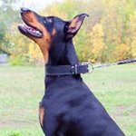 Leather Doberman Collar With Felt Padding
