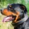 Royal Nappa Padded Leather Rottweiler Collar