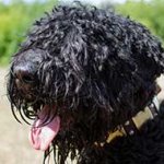 Decorated Leather Black Russian Terrier Collar for Daily Use