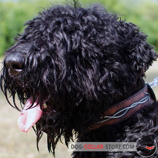 Leather Black Russian Terrier Collar with Barbed Wire Painting