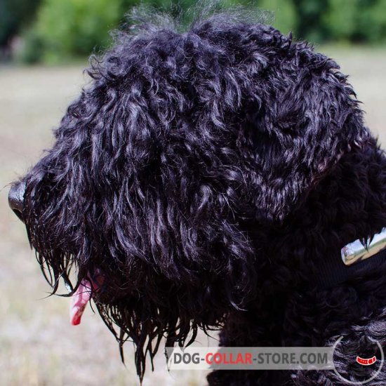 2 Ply Nylon Black Russian Terrier Collar with Name Tag