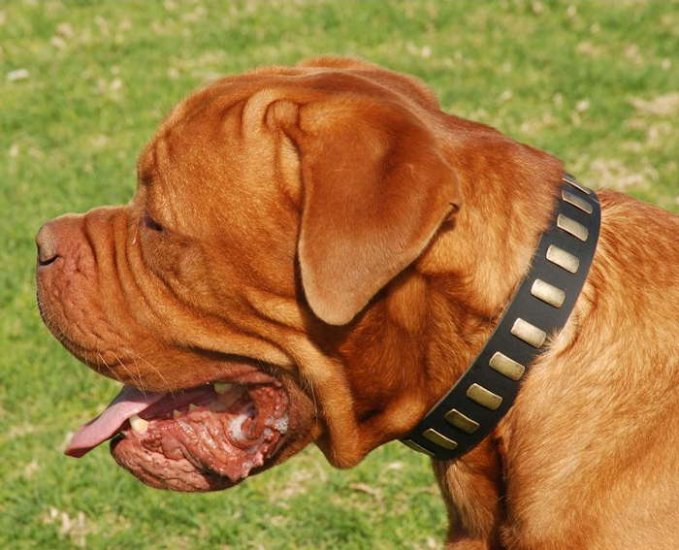 Black Leather Dogue de Bordeaux Collar Decorated with Small Brass Plates