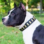 Gorgeous Wide Leather Pitbull Collar With Plates