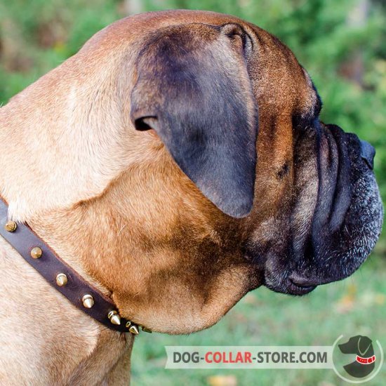 Elegant Thin Leather Bullmastiff Collar Decorated with Brass Spikes