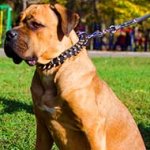 Designer Leather Cane Corso Collar with Spikes and Studs