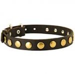 Leather Dog Collar Decorated With Brass Circle Studs