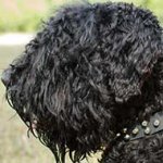 Studded Leather Black Russian Terrier Collar For Everyday Use