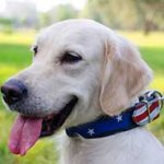 Leather Golden Retriever Collar Decorated With American Flag Painting