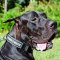 Durable Nylon Great Dane Collar with Identification Patches
