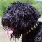 Sophisticated Leather Black Russian Terrier Collar with Brass Plates
