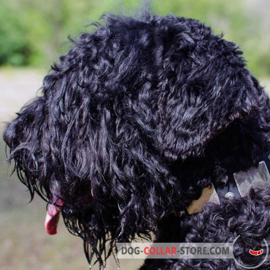 Decorated Leather Black Russian Terrier Collar with Nickel Plates